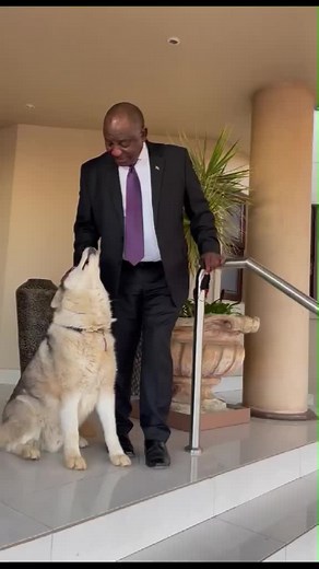 The 1st Dog of South Africa ♥️🇿🇦😂