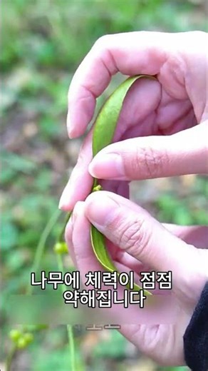 The reason for scratching wood