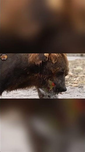 The Exceptional Hunting Skills of Brown Bears
