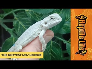 Zero Bearded Dragon | Reptile Life Ferntree Gully