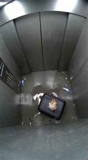 What Happens If You Flood an Elevator?