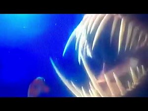 Finding Nemo Angler Fish Sound Effect
