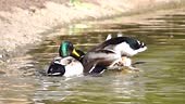 Images HD de canards s’accouplant par temps ensoleillé pendant la...