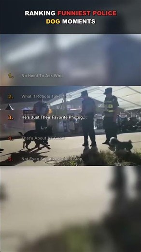 Top 5 Funniest Police Dog Moments Ever 😂🐕🚔 #viral #funny #animals #shorts #cute