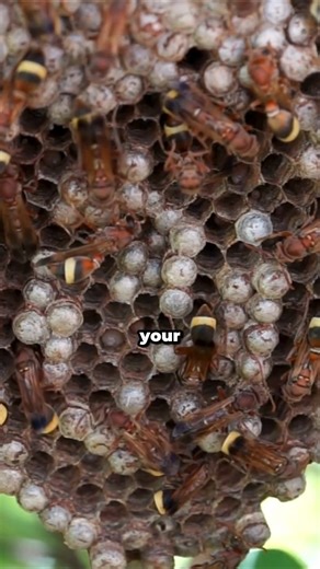 🐝 Found a nest? It could mean a spring pest infestation! 🐜🏡 Identifying common pests such as bees, wasps or rodents early can help prevent bigger problems down the road. If you spot a nest, avoid disturbing it — contact Catseye Pest Control for safe and effective removal. Let the experts handle it so you can stay pest-free. Don’t wait — call Catseye today for a professional solution! 📞 https://bit.ly/4ceVRSN #CatseyePestControl #PestPrevention #SpringPests #ProtectYourHome #NestRemoval | Cat