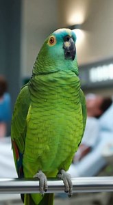 Ok You Can Do it | Crazy Parrot Tv