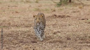 Slow motion video of a leopard walking in Kenya