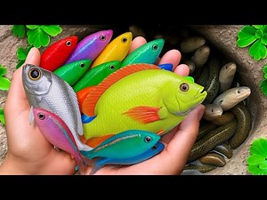 Catching Beautiful Fish in Colorful eeg: Platy fish, Koi Fish, Pencil fish, guppy fish, baby turtles