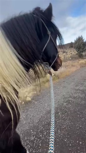 Skydog Sanctuary on Instagram: "And look at these boys go 🤎🖤 Courage and Starbucks are now going on walks together as they’re such pros and we are also building them a beautiful flat area so they can run around and blow off some steam ❤️ Starbucks has so much energy and needs stimulation and exercise, more than just his two walks a day. Sometimes he likes to buck during the walk just to get some excitement out so it’s going to be the highlight of my Christmas to see them out and running again.