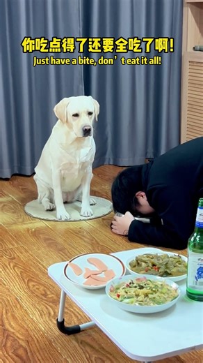 狗子：喝就喝你吃我狗粮干嘛？Doggo: If you wanna drink, go ahead, why are you eating my dog food?#搞笑汪驾到#萌寵 #搞笑#拉布拉多
