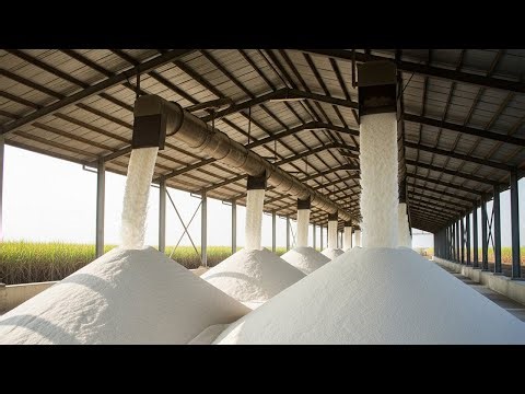 Inside a Mega Sugar Factory: From Harvest to 99.9% Pure Sugar