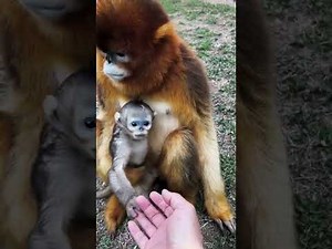 The Beautiful Golden Monkey Life Eps 1