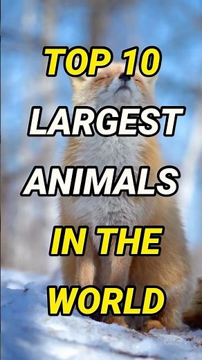 10 Largest Animals in the World: Mind-Blowing Giants of Land, Sea, and Sky #WildlifeWonders#Animal