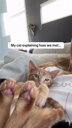 Django the little tiger 🐈 on Instagram: "Seems about right…"