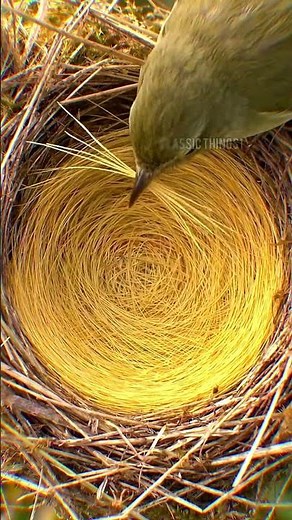 🏗️ 38 Days of Pure Wildlife Engineering: Building a Suspended Cup Nest! 😲 #nest #birds