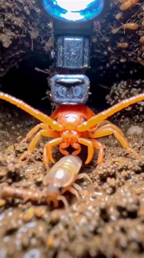 You Found a Giant Centipede Inside Its Hidden Underground Tunnel 😱🐛