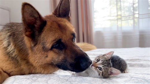 German Shepherd and Baby Kittens Share Cute Moments