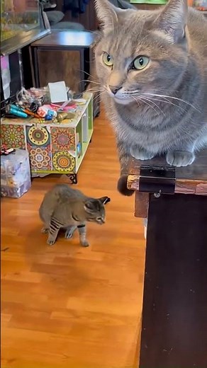 Cats Talking Like Humans… This Is Too Funny - Bring Him to Me #funnycats #catcomedy
