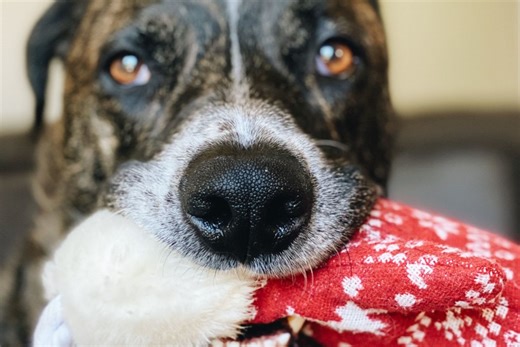 How to Make Your Own Homemade Dog Toys