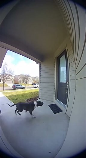 Trapbox Channel – Catching Package Thieves in the Act