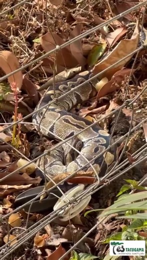 1.8M views · 16K reactions | An uninvited guest in High Security enclosure this morning! The chimps were alarm calling and would not leave the platform. As it turned out a python had entered their domain. Our brave care staff coordinator Hayley took him out of the enclosure and brought it to the forest | Tacugama | Facebook