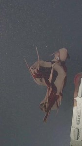 Deep-Sea Vampire Squid Sighting