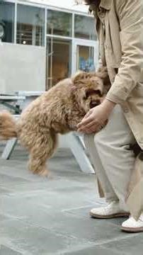 DOGS INFO | ANIMAL INFO