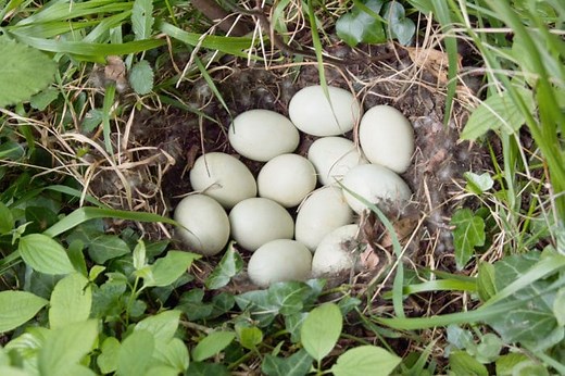 鴨の卵の大きさ(直径・重さ)【ニワトリの卵に近い】