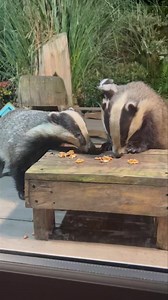 Aww it must be love for Little Nutmeg and Bracken isn’t he turning into a very handsome Badger and has a coat just like his mum Fluffy Little Hope 😍🦡🐾🐾❤️ | Mr Lumpy & Friends.