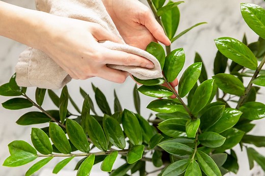 This Is How to Clean Houseplant Leaves to Keep Them Healthy