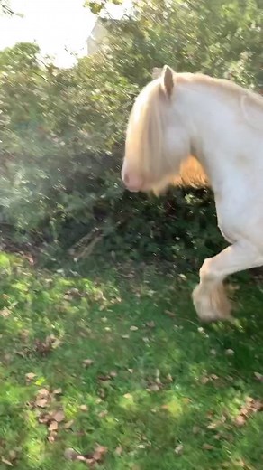 Animales Haciendo el Gogogo - Videos Increíbles