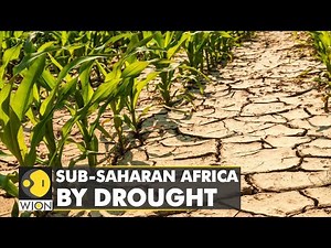 20 million Africans to suffer from famine by September | WION Climate Tracker | WION