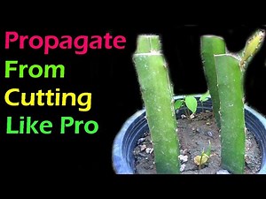 How To Propagate Dragon Fruit From Cutting Like Pro Farmers