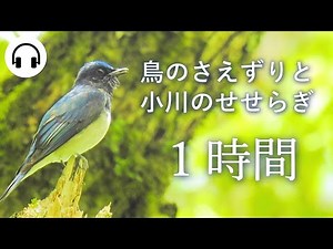 【作業用BGM】鳥のさえずりと小川のせせらぎ１時間/ ASMR・自然音