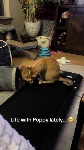 Sara Catherine on TikTok