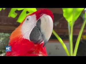 Honduras promueve campaña para proteger la guara roja, el ave nacional del país
