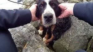 9.5K views · 133 reactions | Trapped and terrified, this dog had no idea help was coming... #animalkind | Cape Cod Times | Facebook