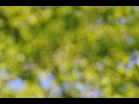 Yellow-Billed Cuckoo (bird) Calling AUDIO ONLY