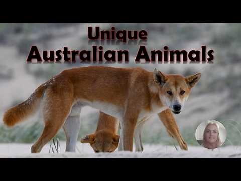 Unique Australian Animals - Australia's Native Animals