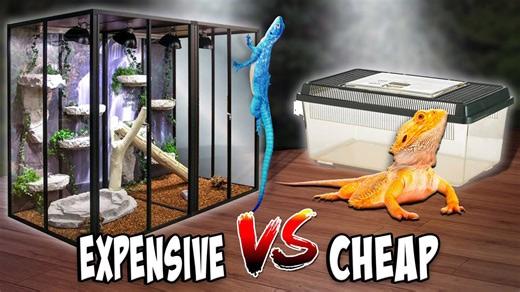 Cheapest vs Most Expensive Exotic Pets