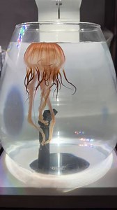クラゲはGEXのPERCO(ペルコ)という水槽で飼育できます。そしてアカクラゲの場合、エサはなんとCIAOちゅ〜るだけでもOKなんです。コツはリプ欄に書いておきます。
