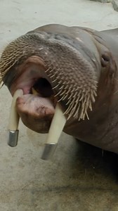 Walrus holiday carols! 🎵 Walruses are among the most vocal of all pinnipeds (seal family). They produce growls, roars, whistles, grunts, barks, and more for communication. A male walrus roar can reach levels of up to 120 decibels, making them one of the loudest sounds produced by marine mammals. So, when a male walrus is feeling vocal, they can make quite a splash with their impressive serenades. 🌊 Happy Walrus Awareness Week! 🎉 The caps on their tusks are to help protect them as they grow. |