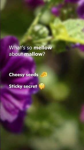 What do you really know about mallow? 🌿 | Ricola