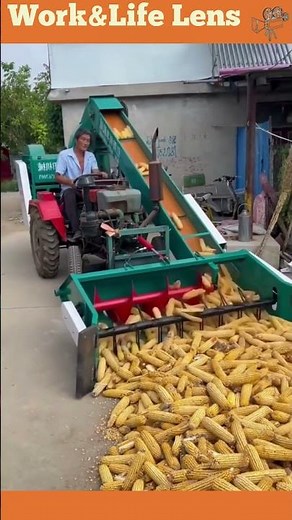 A corn processing machine scoops, conveys, and extracts kernels from corn cobs #machine #farming