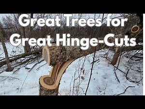 Building Hinge-Cut Deer Bedding w/ the Perfect Trees for Hinge-Cutting