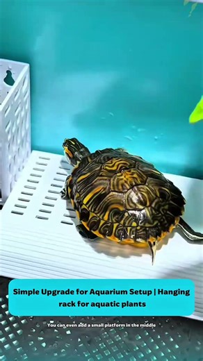 Simple Upgrade for Aquarium Setup | Hanging rack for aquatic plants