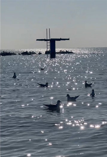 Pleasant Seaside Moments with Seagulls