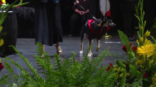 Rescued dog saved by college vet team steals the show walking on stage at commencement