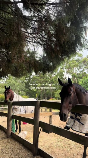 Beginner's Guide to Equestrian Riding Lessons