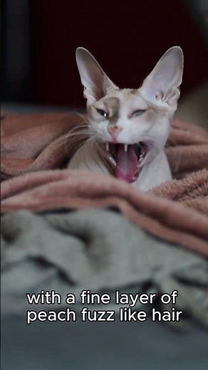 Why Is the Sphynx Cat Hairless?